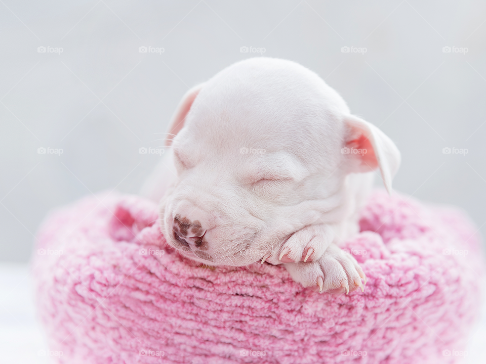 Puppy sleeping peacefully