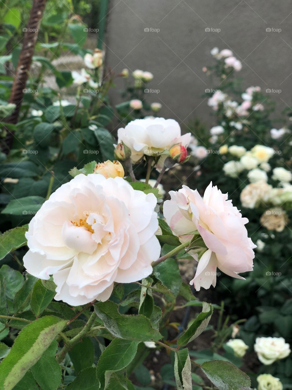 Beautiful roses in the garden