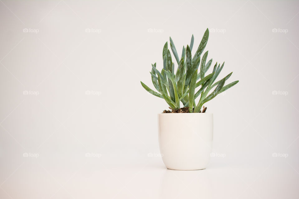 Green plant on white background