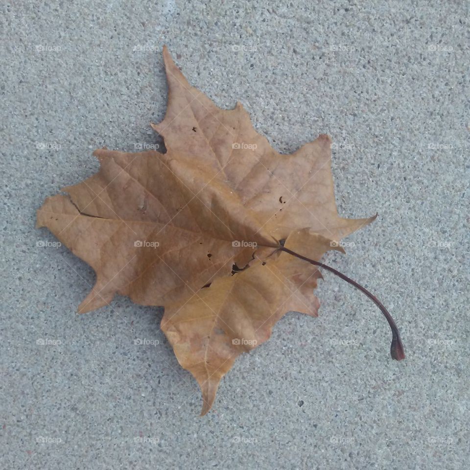 leaf