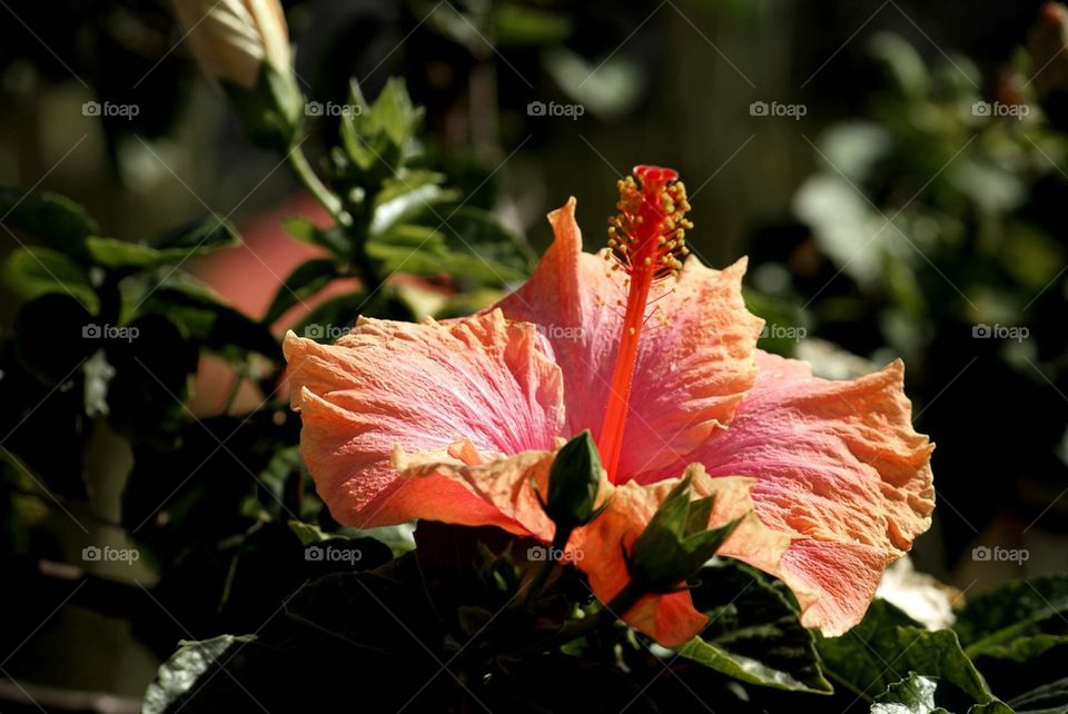 Hibiscus 