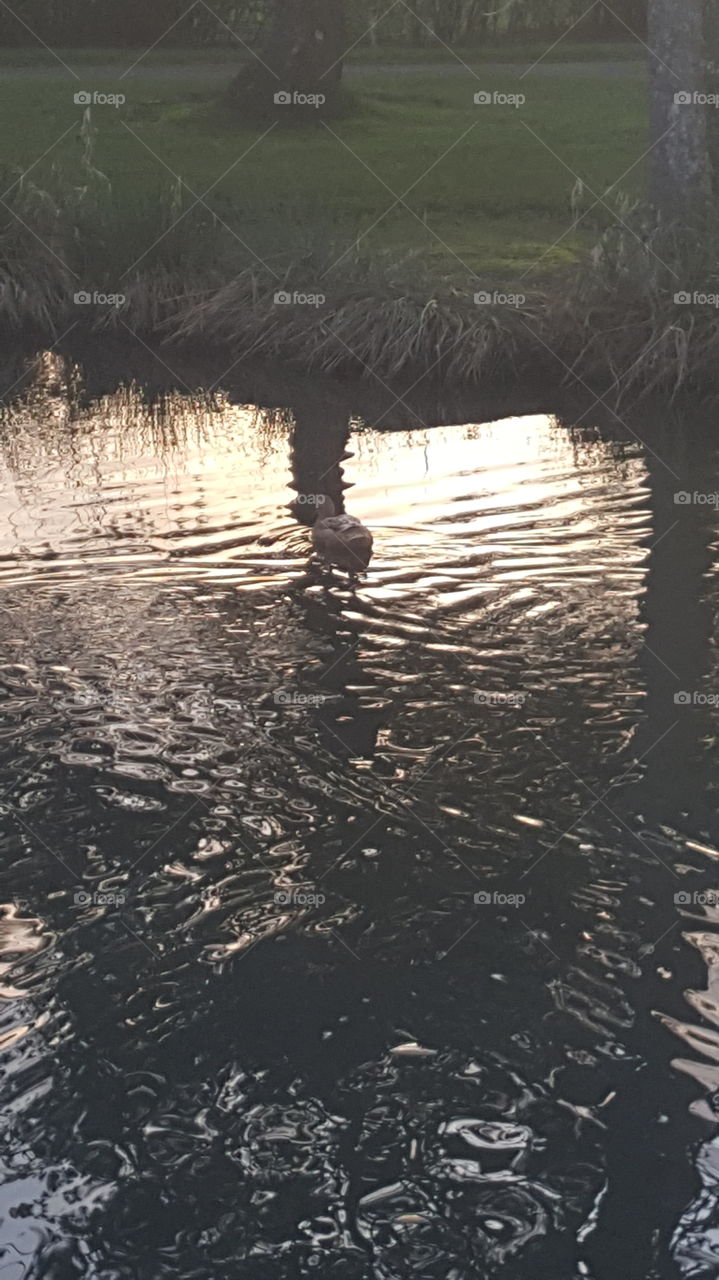 duck in the sunset