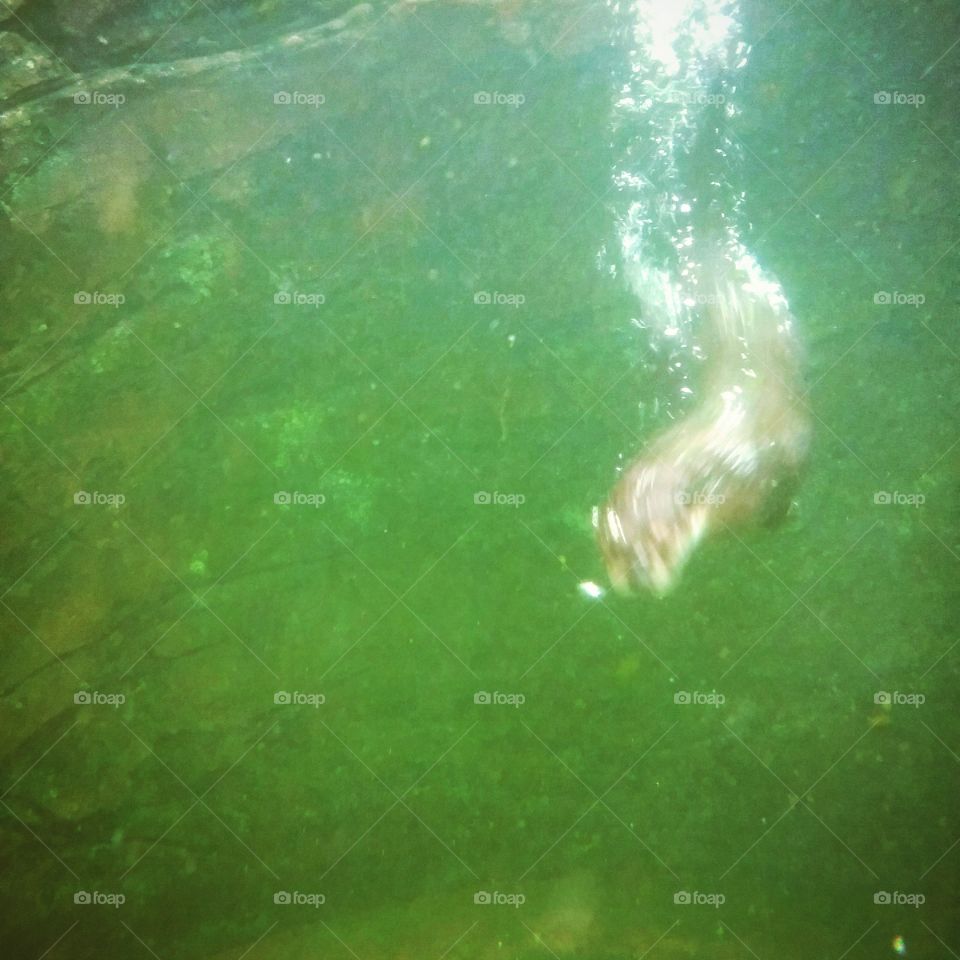 Otter underwater