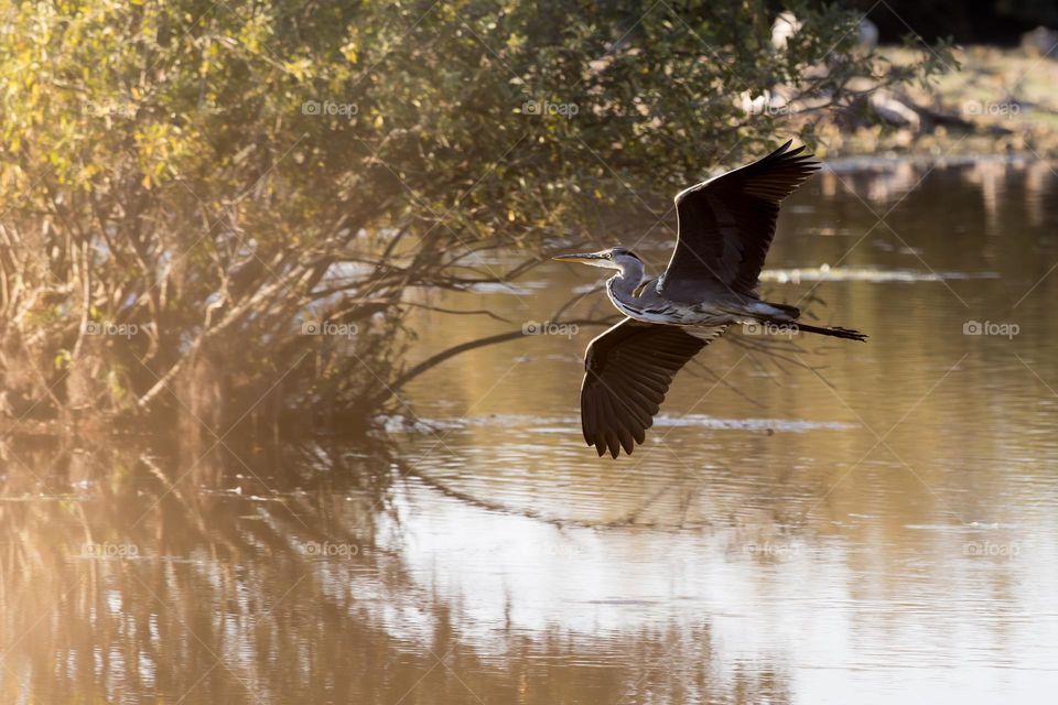 Beautiful wild grey heron bird flying low above the lake water surface in soft sunlight 