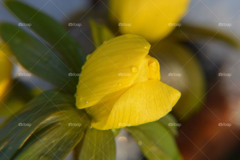 Eranthis hyemalis, vintergäck