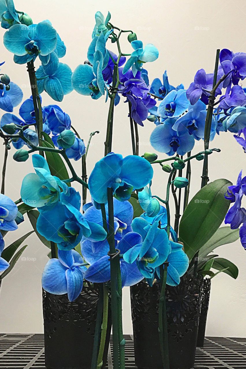 Blue orchids 