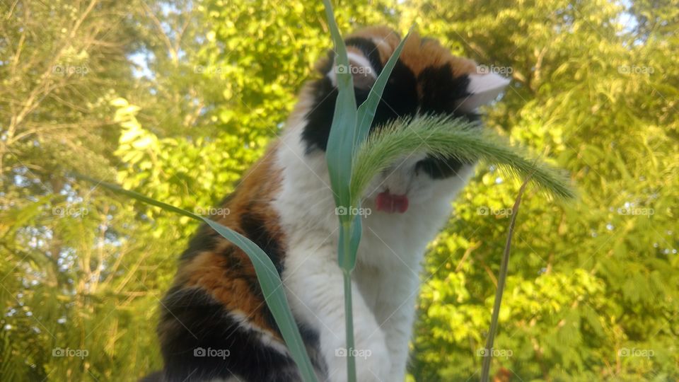 Calico cat and cattail