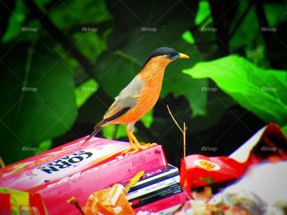 The brahminy myna or brahminy starling (Sturnia pagodarum) is a member of the starling family of birds. It is usually seen in pairs or small flocks in open habitats on the plains of the Indian subcontinent.