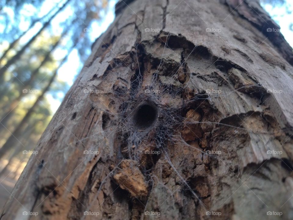 Spider web in a tree