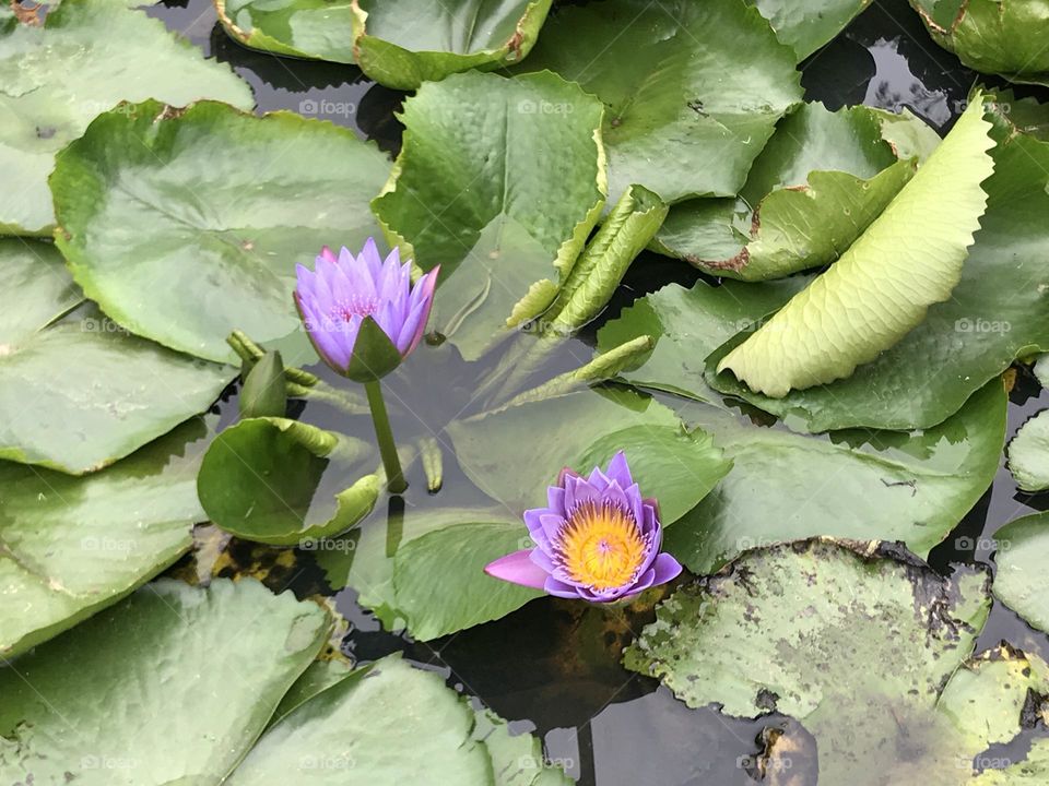 Purple lotus really attractive compare with the green leaves.