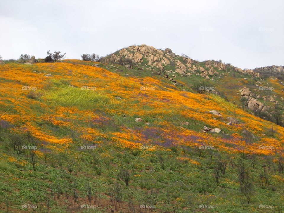 Poppies Plus Carpeted Mountain