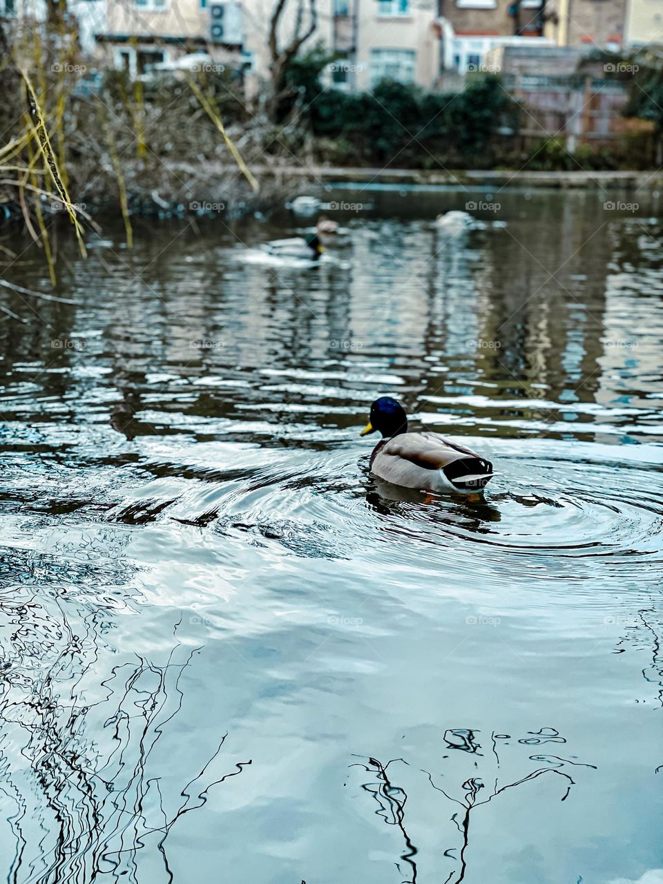 Male duck with green head bobbing in beautiful pond