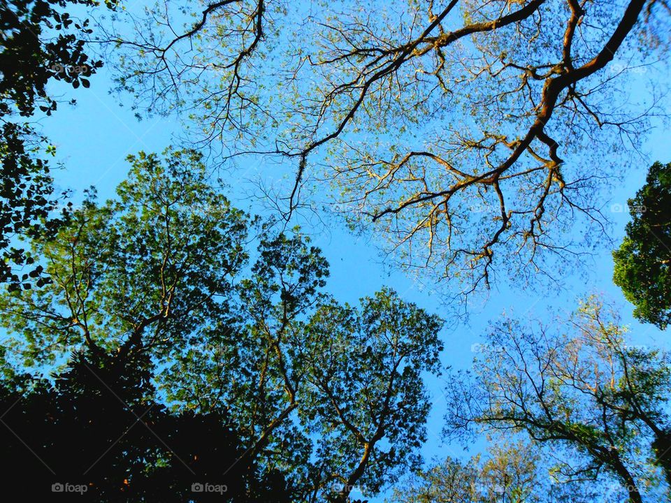sky nature twig trunk by junpinzon