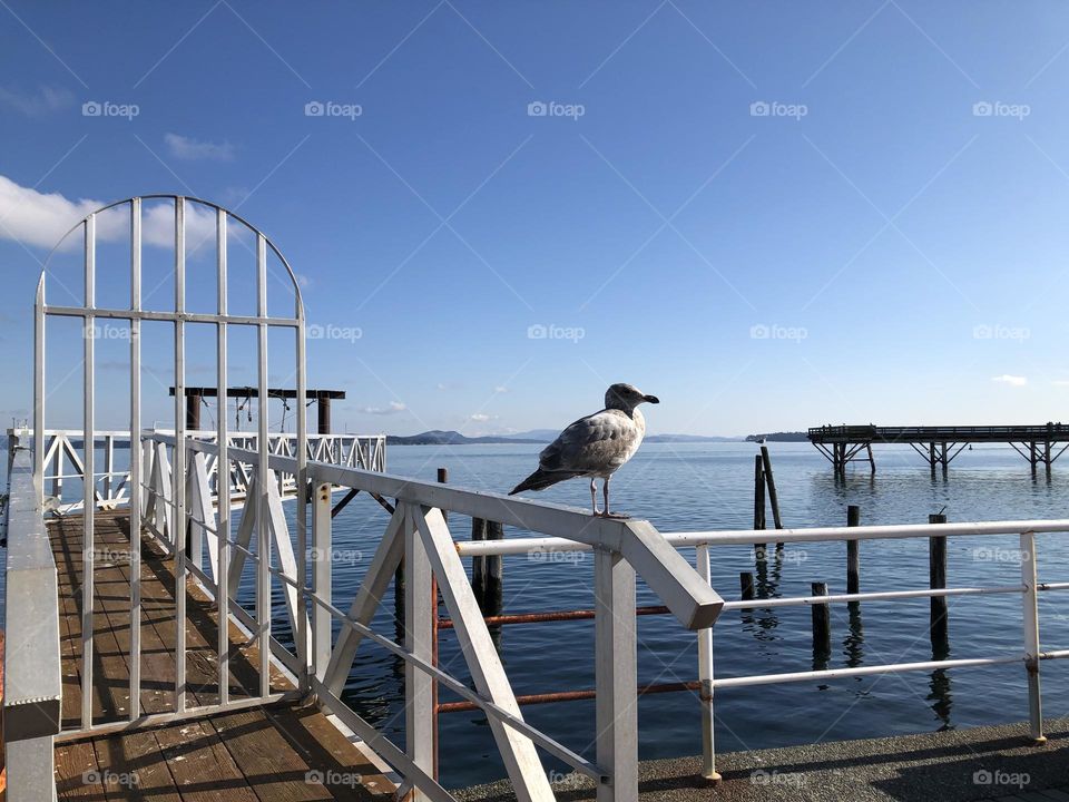 Seagull Sidney Harbour Pier 