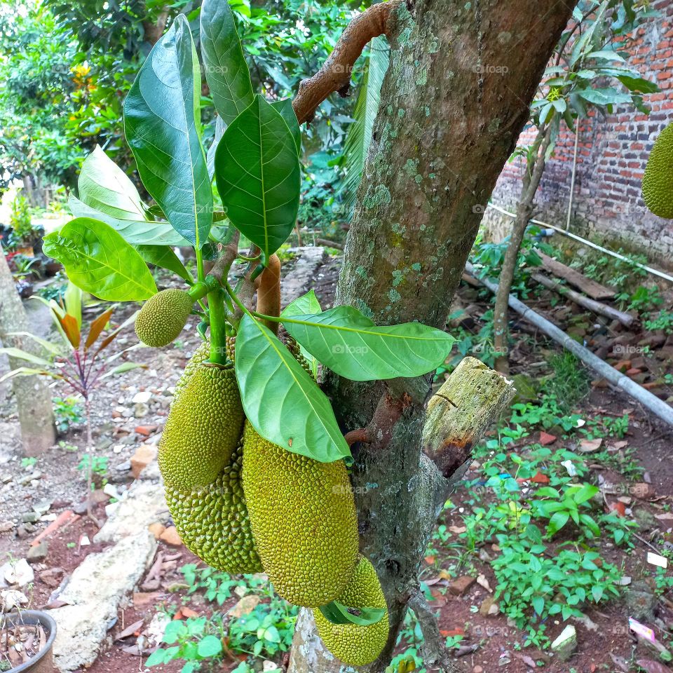 The jackfruit tree bears fruit beside the house