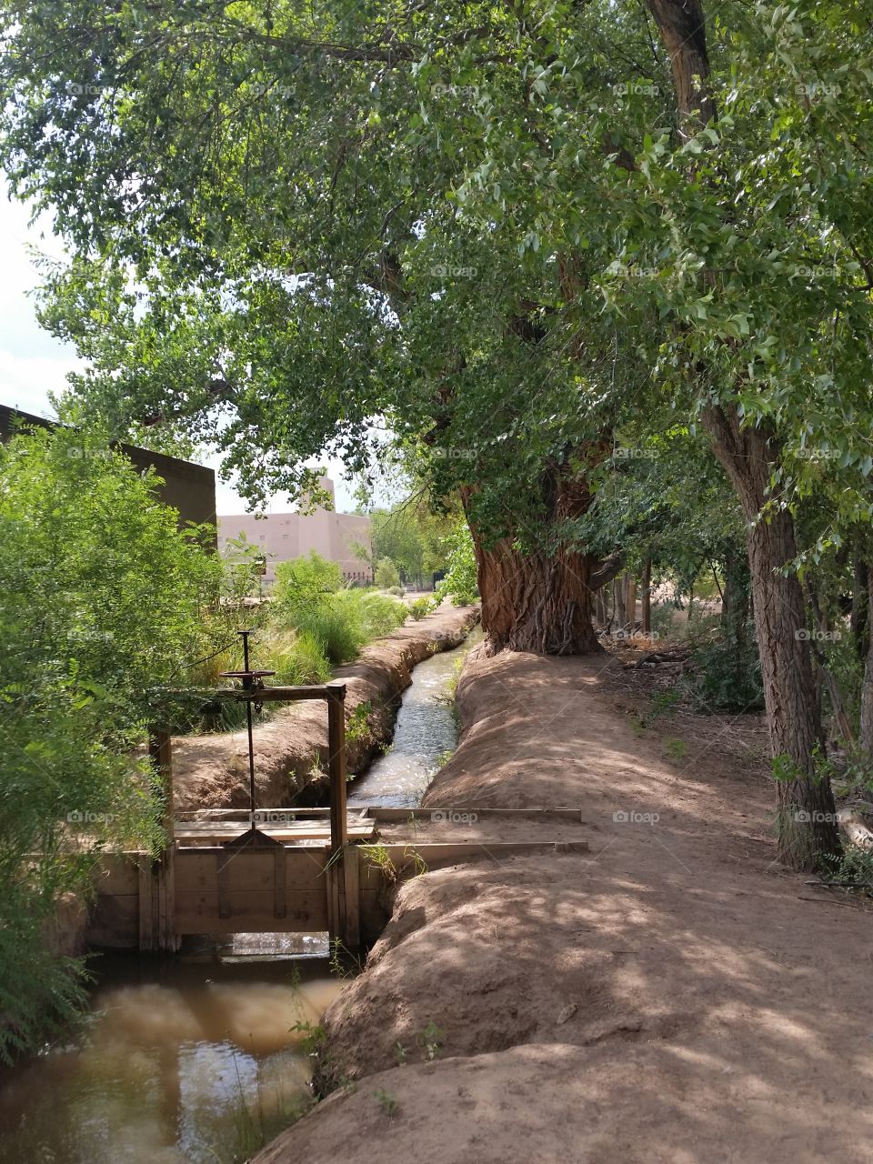 Bachechi Open space tree and ditch