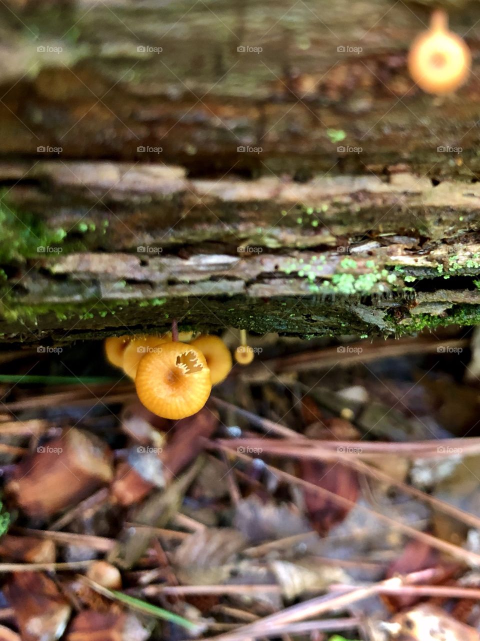 Closeup of tiny yellow mushrooms on decaying damp log in forest 