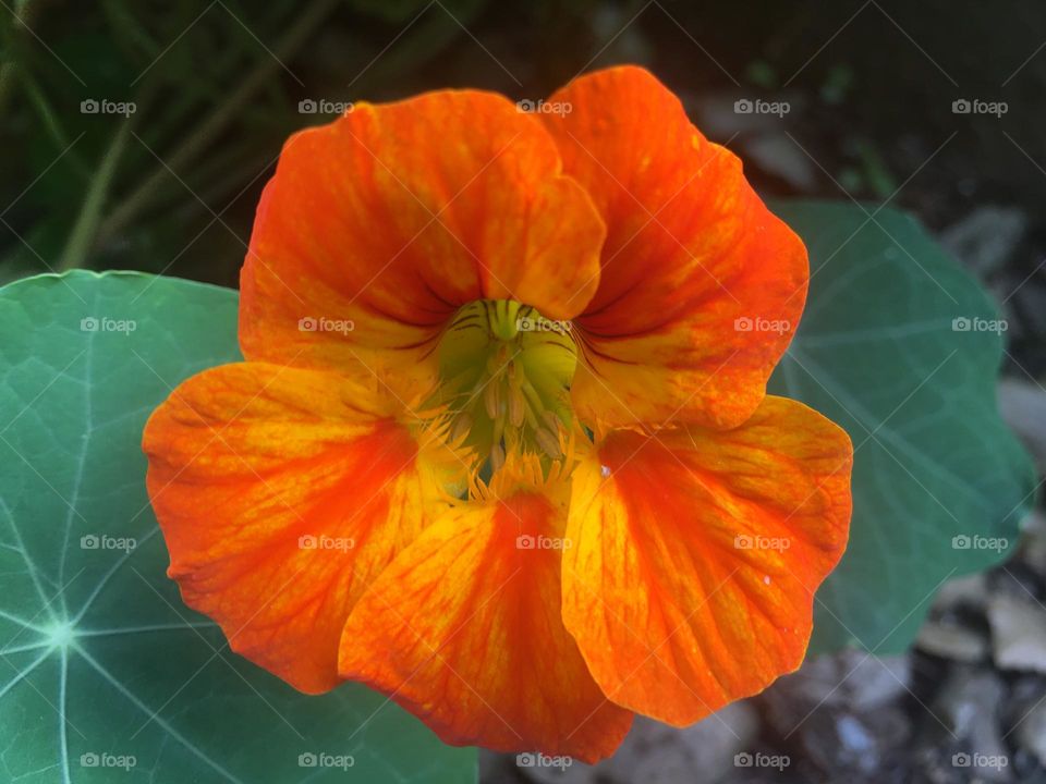 nasturtium flower closeup