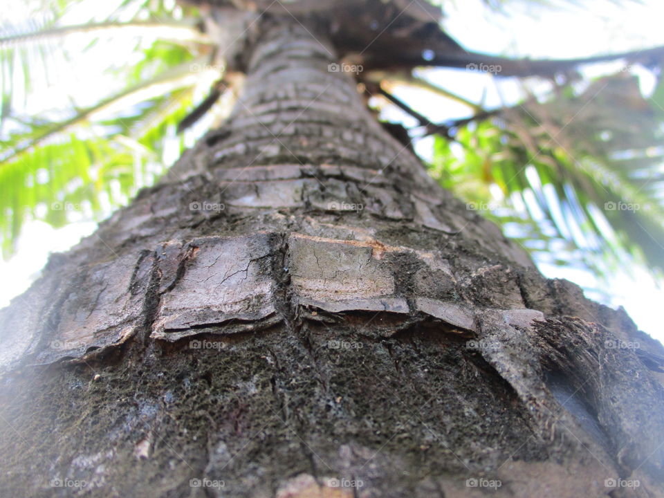 grey bark trees