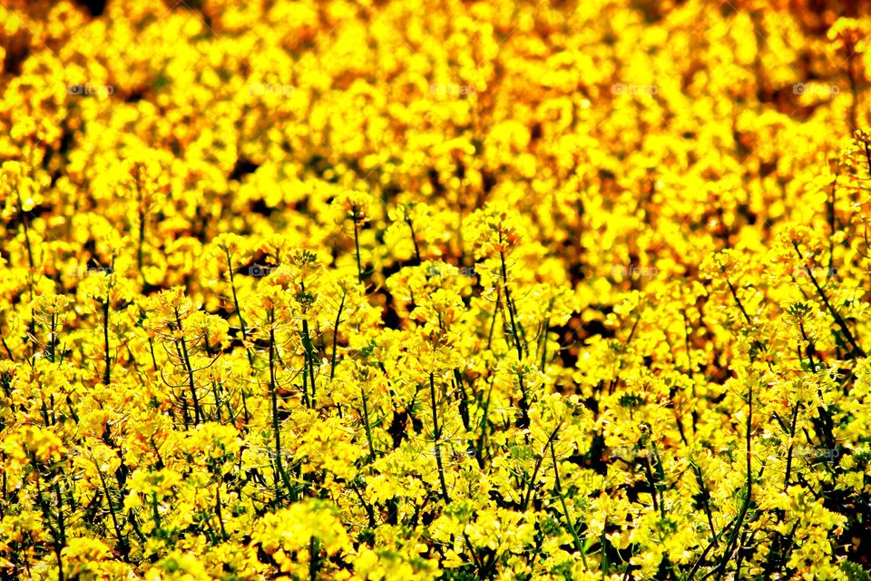 Beautiful Gold Canola Upclose 