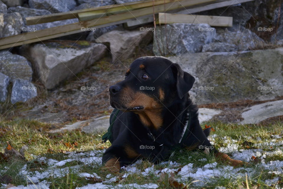 Beautiful rottweiler with great look in his Face 