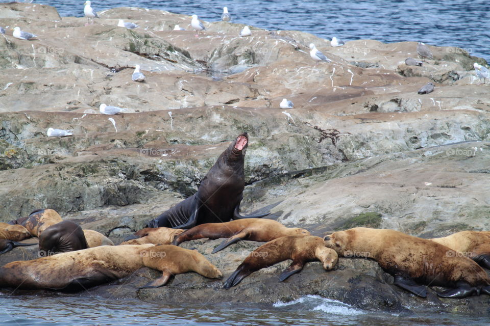 Alaskan Sea Lions Trying To Rest But Can't Because Of Big Mouth