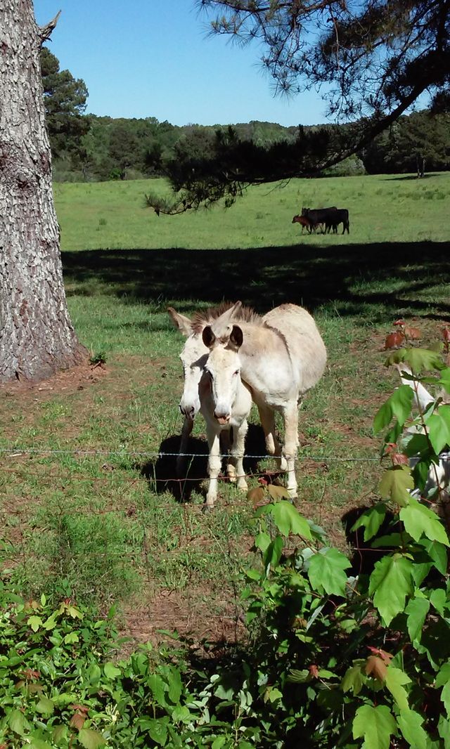 donkeys