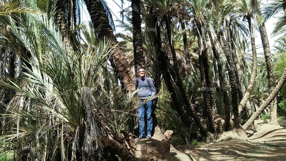 Im standing between palm trees. in nature.