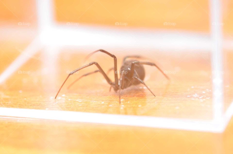 latrodectos geometricus from cyprus