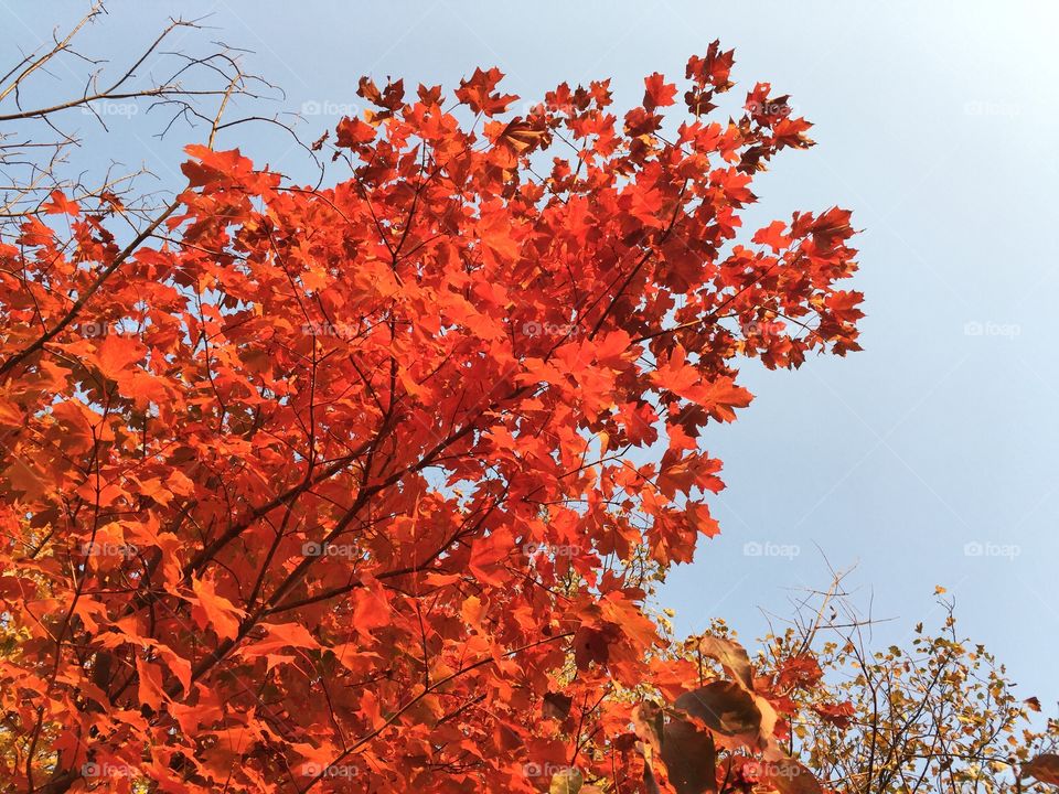 Reaching into the Fall Sky