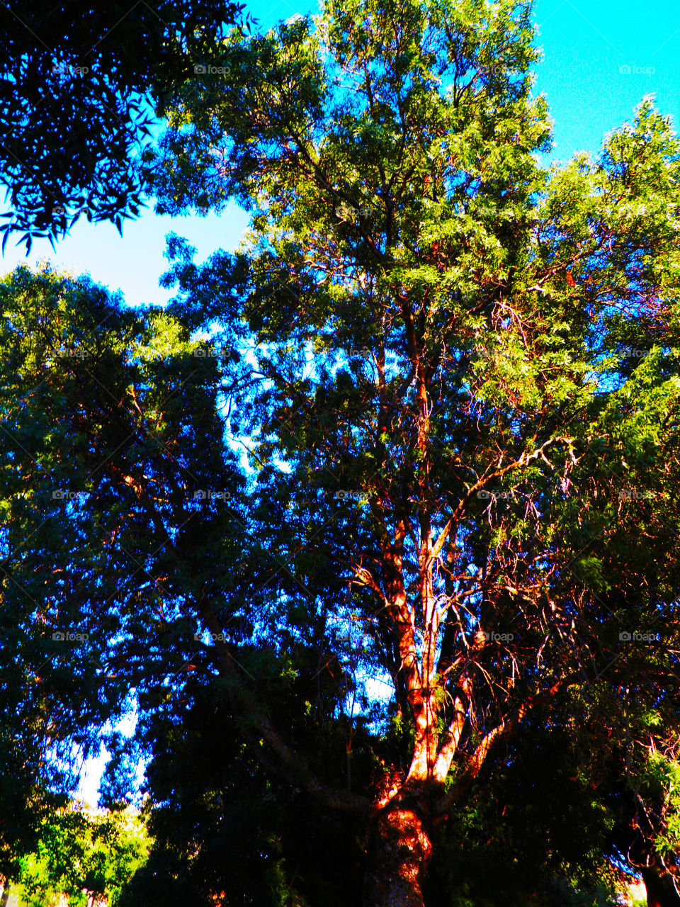 Colorful tree from a Madrid forest illuminated by a hot sun with a blue sky background in summer.