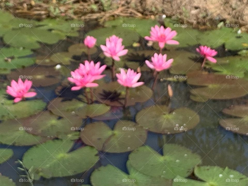 Best of 2021 : nature, My garden (Thailand)