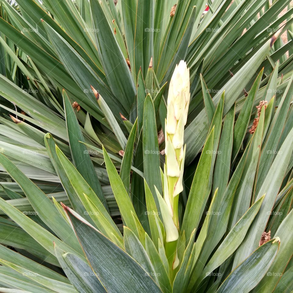 Flower horizon/Ufuk bunga/Cakrawala bungaزهرة الأفق/花草视界