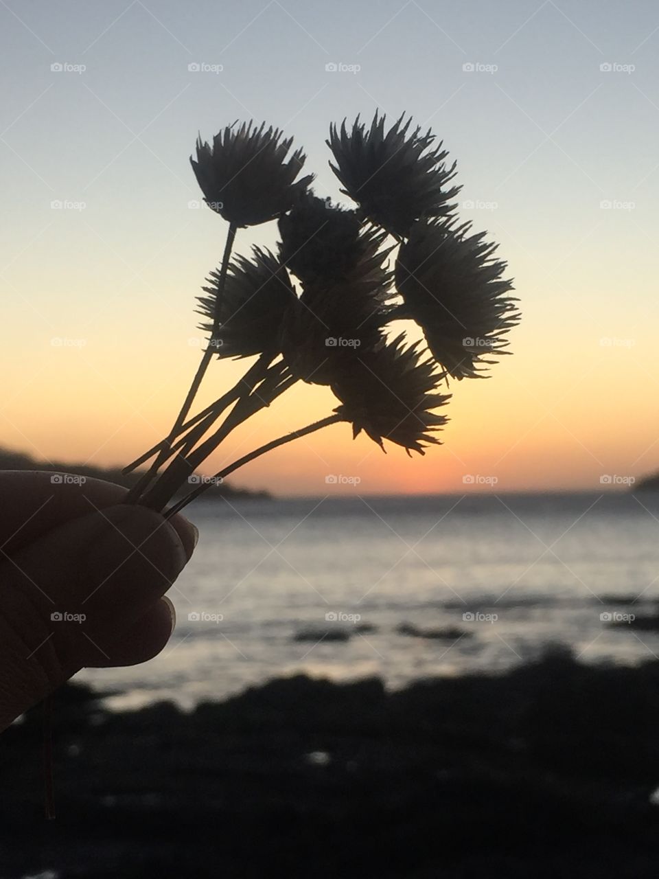 Sunset flower