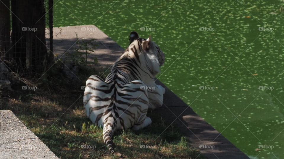 Tigre Blanco "Me aburro"
White Tiger "I'm bored"