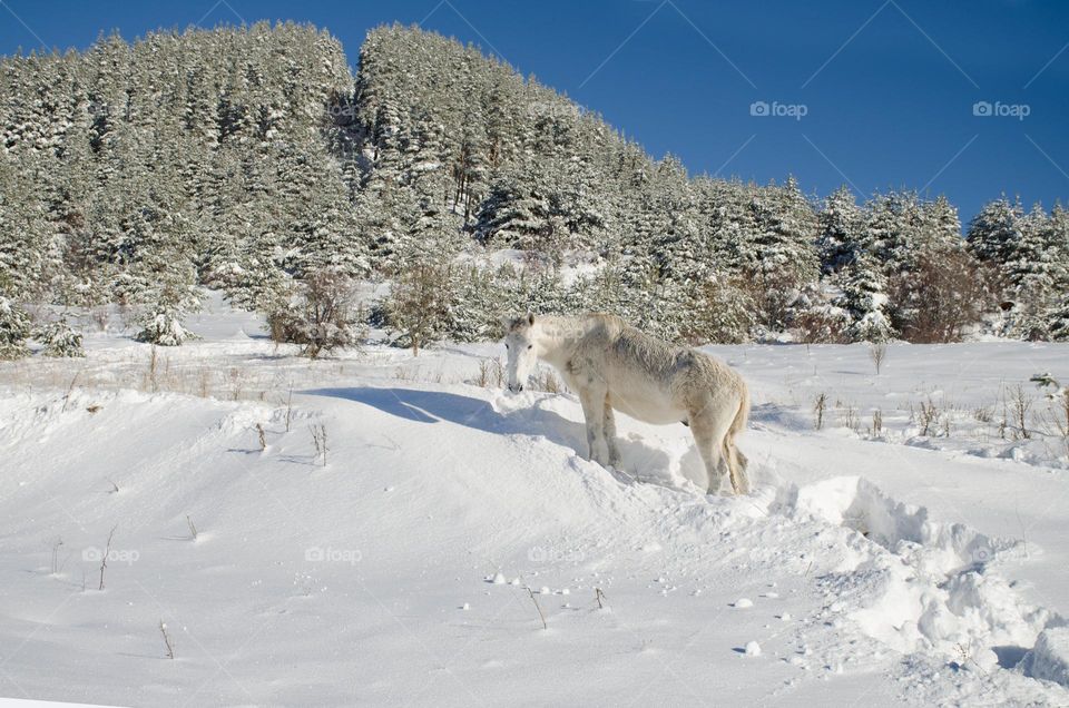 Winter landscape with White hors