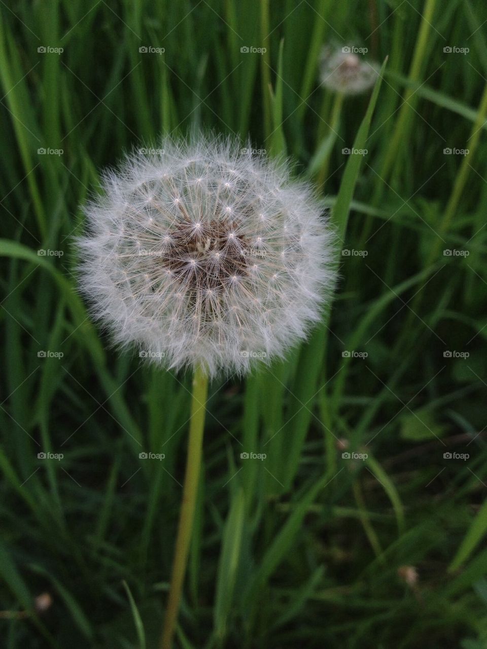 Summer Dandelion