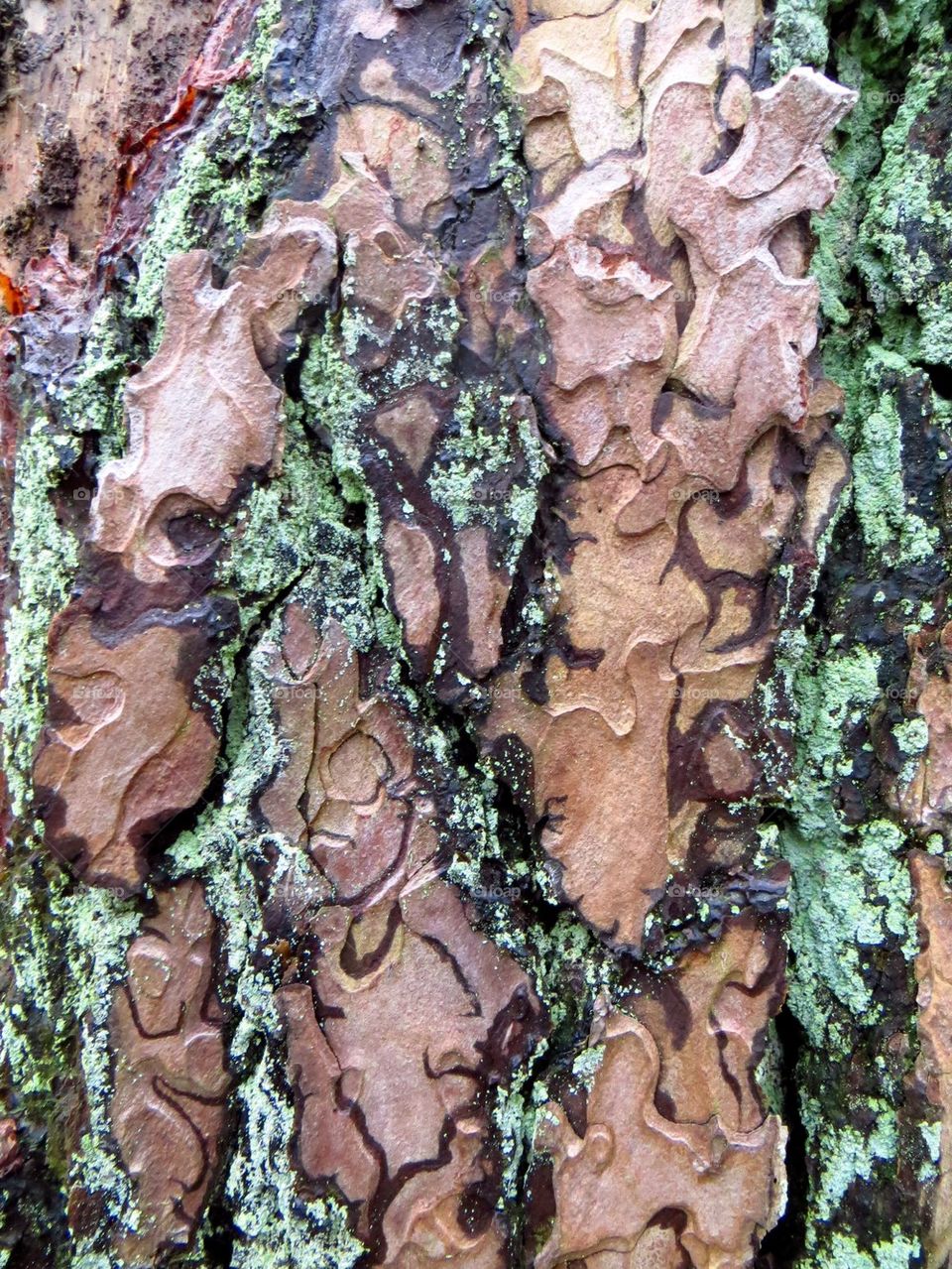 Tree Mosaic