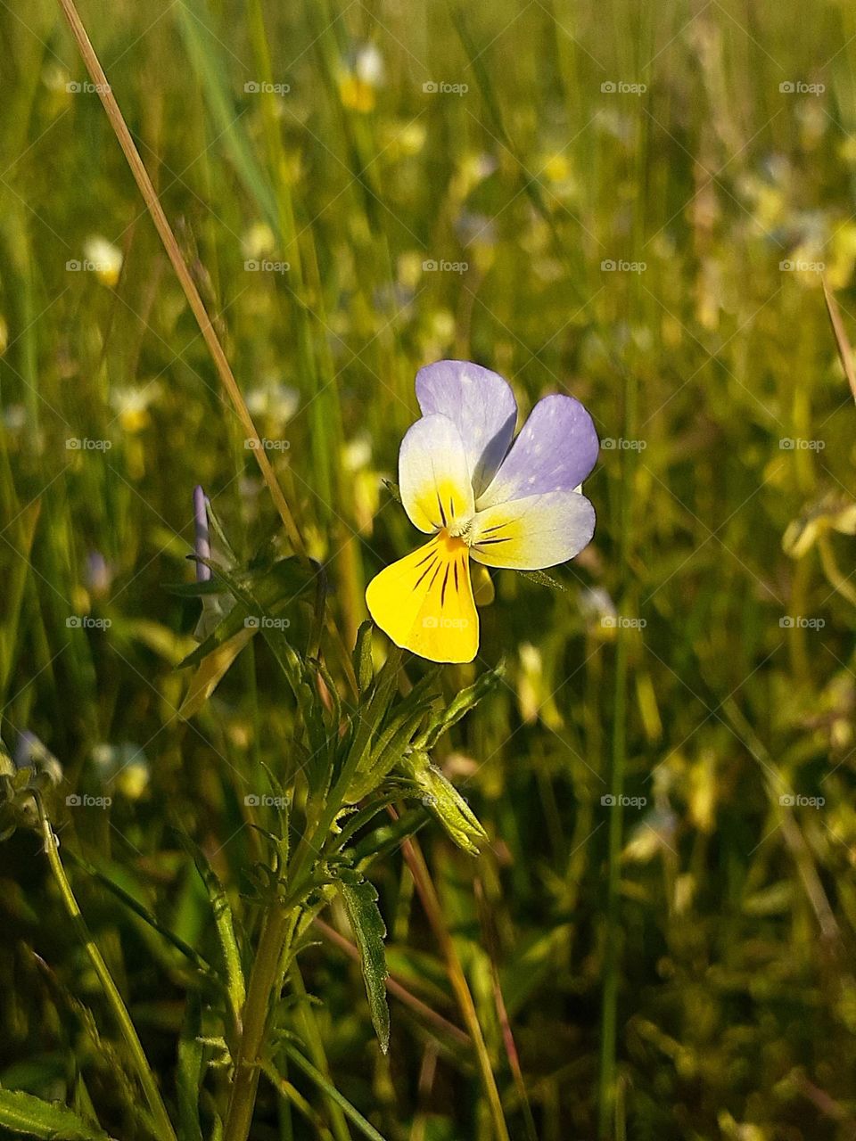 Українська квіточка