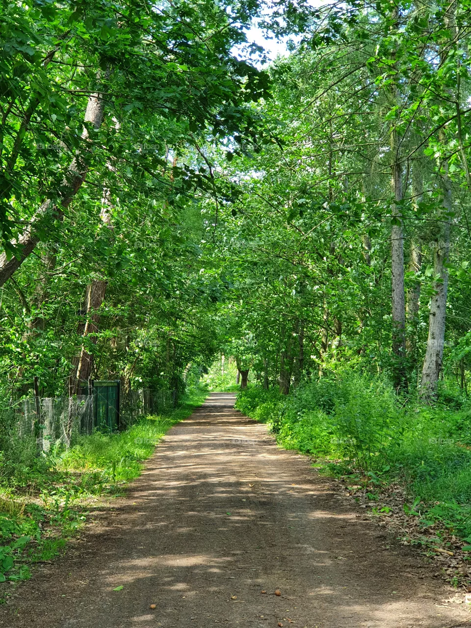 Forest, Wald, Weg