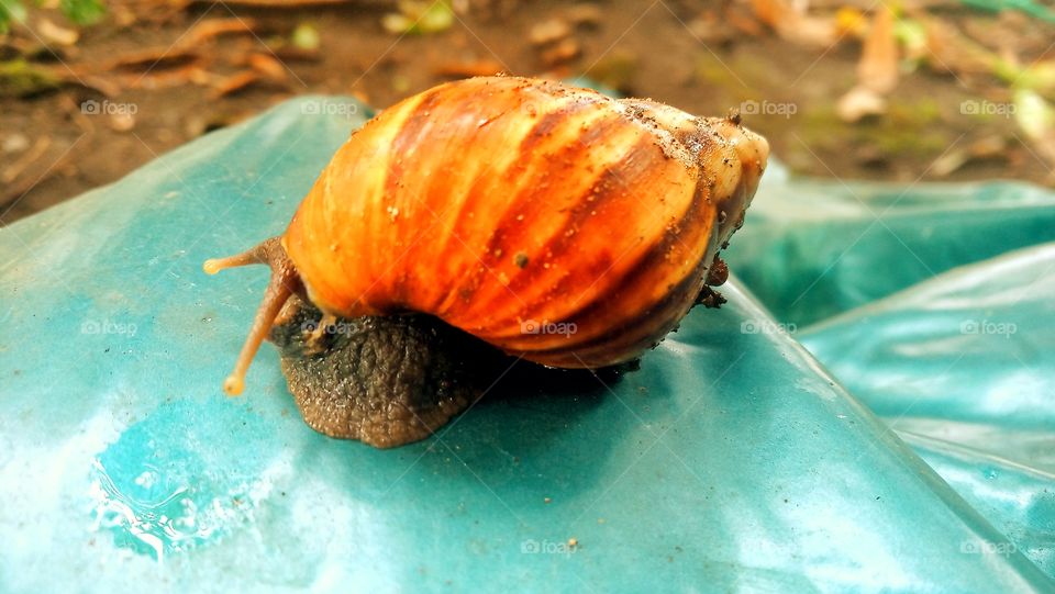 snail ( keong, keong)