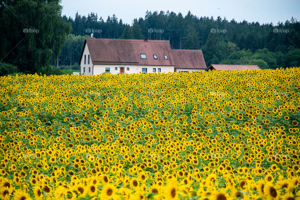 Sunflower Field in the Countryside