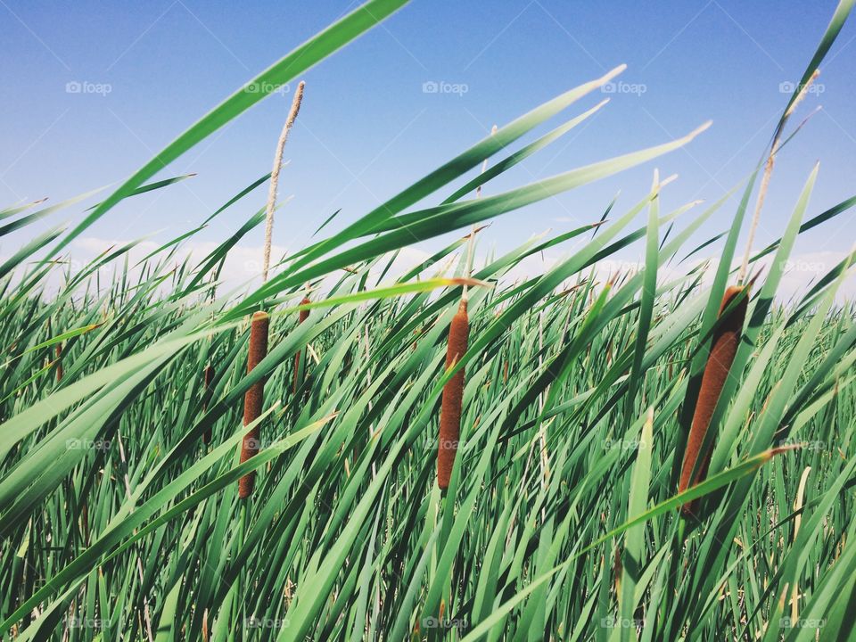 Cattails in the wetlands 