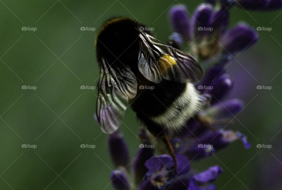 A bumblebee on lavender flowers 