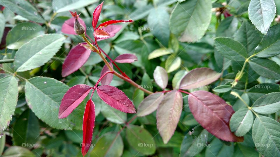 Folhas verdes de roseiras e brotinhos de rosas.