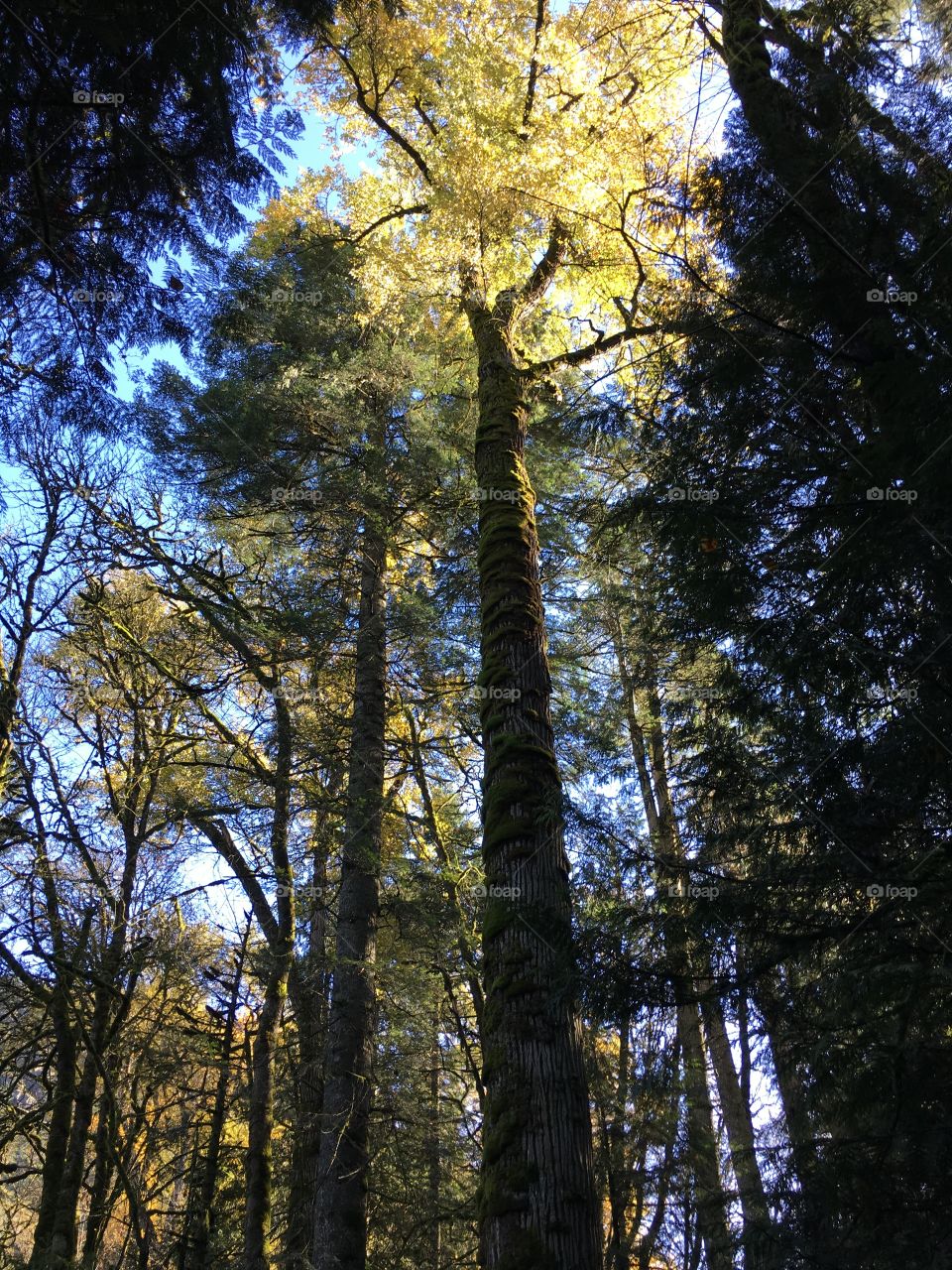 Low angle view of woodland