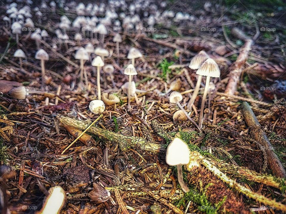 Mushrooms found growing in woodland - Cwmbach , Aberdare (September 2018)