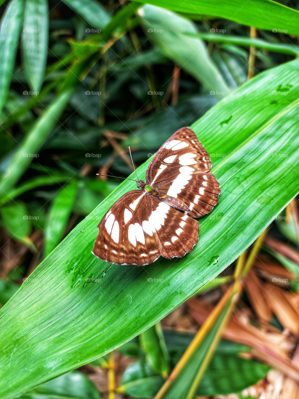 Beautiful butterflies perched on bamboo leaves