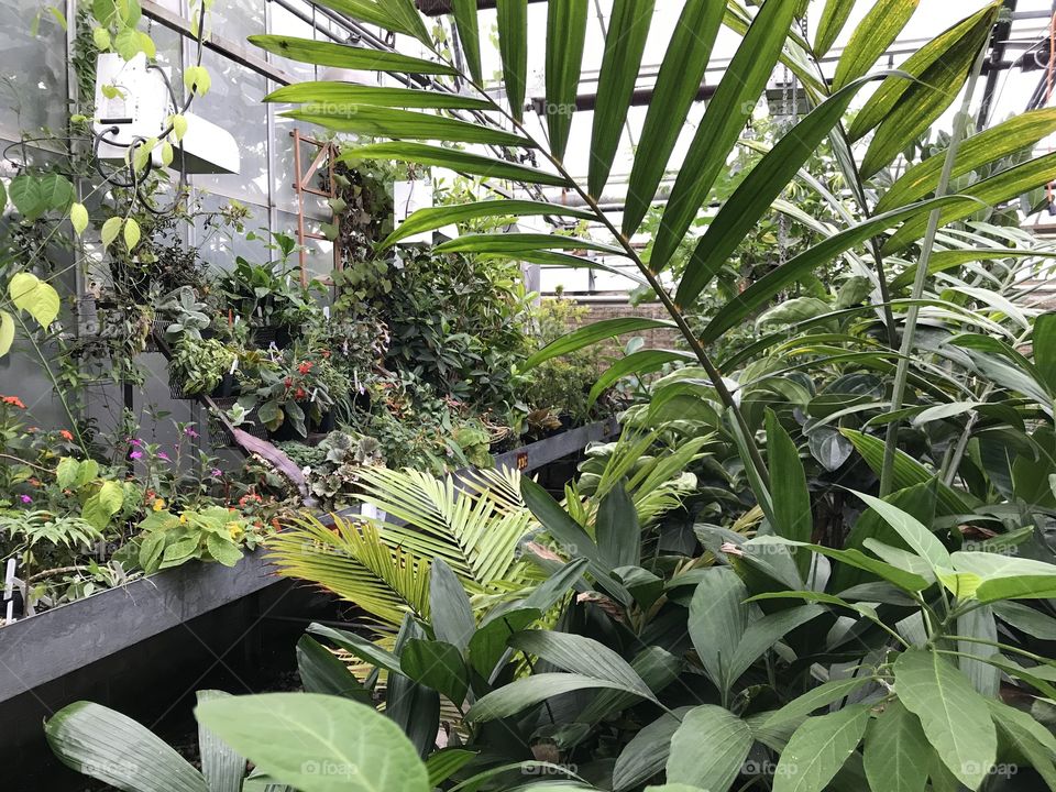 Another from the University of Minnesota greenhouse, giant leafy plants