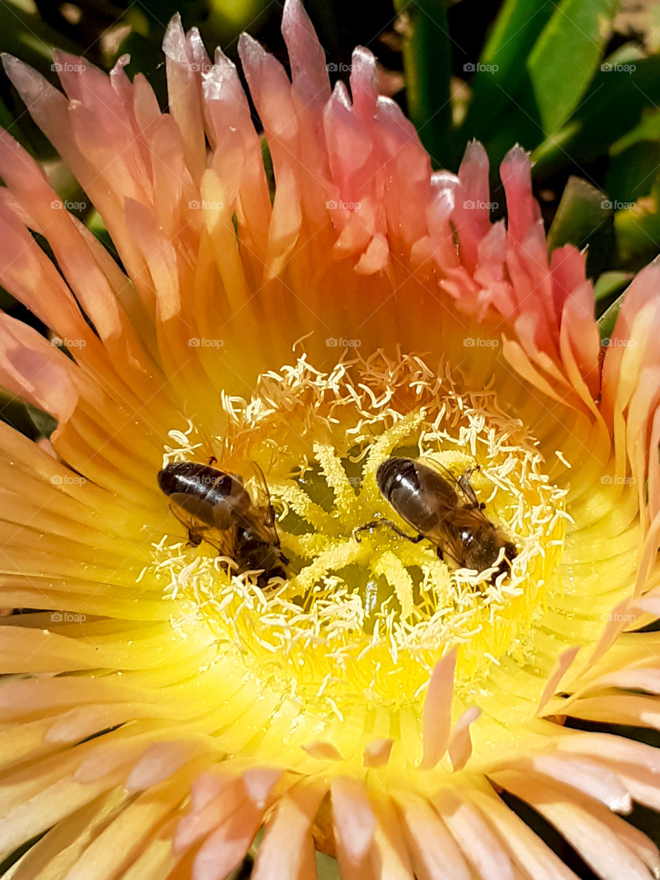 Bees working inside a flower of spring